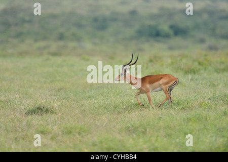 Impala (Aepyceros Melampus Melampus) männlich laufen Maasai Mara NP - Kenia - Ost-Afrika Stockfoto