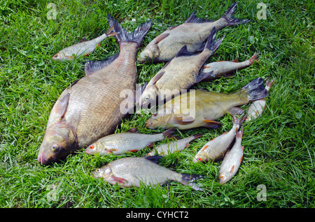 Brassen roach Schleien gefangen Fische im See nach dem Angeln auf dem Rasen Stockfoto