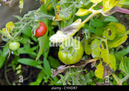 Grüne noch rohe und blutig reife Tomaten wachsen im Gewächshaus Sommer. Stockfoto