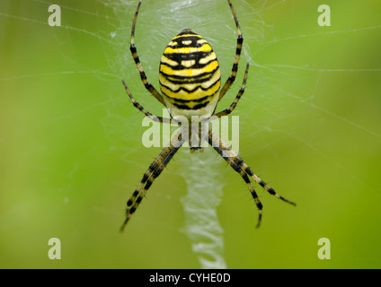 Wasp Spider Argiope Bruennichi schön sitzen auf Spyderweb. Gestreiften gelb-schwarzen Farbe Stockfoto