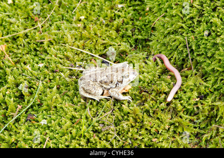 gemeinsamen europäischen Knoblauch katzenähnliche Kröte Pelobates Fuscus Frosch und Regenwurm Wurm Essen auf Moos Stockfoto