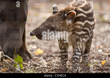 Ein Baby abgebildet brasilianische Tapir in Twycross Zoo, Warwickshire, geboren mit seiner Mutter. Stockfoto