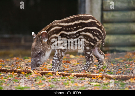 Ein Baby brasilianische Tapir in Twycross Zoo, Warwickshire geboren. Stockfoto