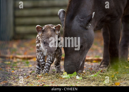 Ein Baby abgebildet brasilianische Tapir in Twycross Zoo, Warwickshire, geboren mit seiner Mutter. Stockfoto