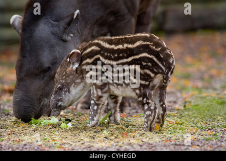 Ein Baby abgebildet brasilianische Tapir in Twycross Zoo, Warwickshire, geboren mit seiner Mutter. Stockfoto