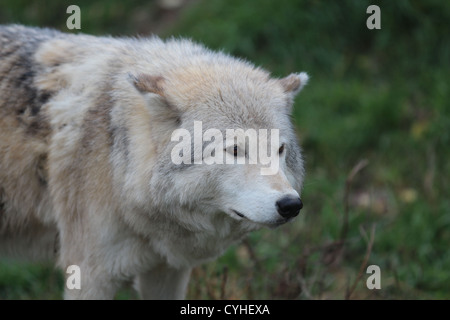 Grauer Wolf stehend Gras nach rechts schauend Stockfoto