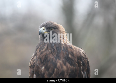 Porträt-Steinadler top halb unscharfen Hintergrund Stockfoto