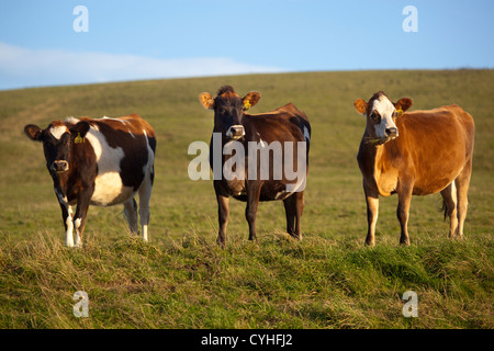 Kühe im Feld Stockfoto