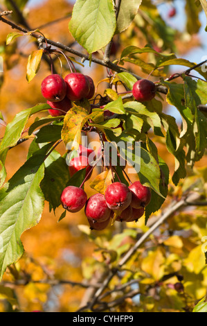 Japanische blühende Holzapfel (Malus floribunda) Stockfoto