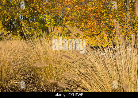 Zwerg Brunnen Gras (Pennisetum alopecuroides) Stockfoto