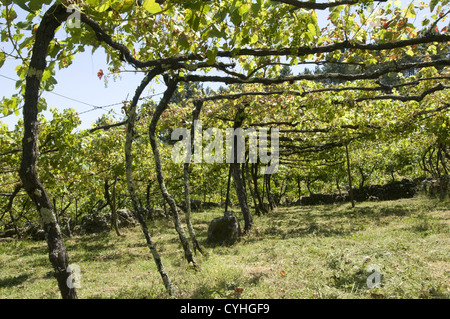 Detail eines Weinbergs in der Region Vinho Verde, Basto, Portugal Stockfoto