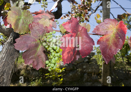 Detail eines Weinbergs in der Region Vinho Verde, Basto, Portugal Stockfoto