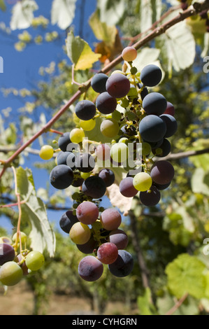 Detail eines Weinbergs in der Region Vinho Verde, Basto, Portugal Stockfoto