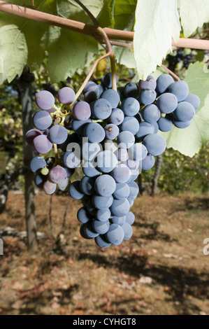 Detail eines Weinbergs in der Region Vinho Verde, Basto, Portugal Stockfoto