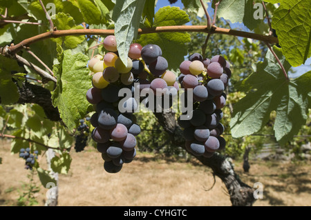 Detail eines Weinbergs in der Region Vinho Verde, Basto, Portugal Stockfoto