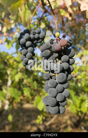 Detail eines Weinbergs in der Region Vinho Verde, Basto, Portugal Stockfoto