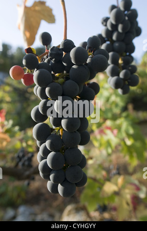 Detail eines Weinbergs in der Region Vinho Verde, Basto, Portugal Stockfoto