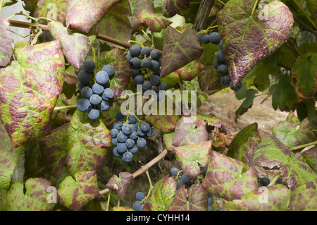 Detail eines Weinbergs in der Region Vinho Verde, Basto, Portugal Stockfoto