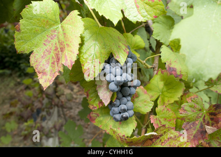 Detail eines Weinbergs in der Region Vinho Verde, Basto, Portugal Stockfoto