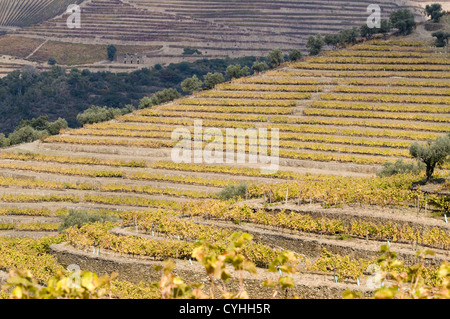 Quinta Noval Weinberge in der Douro-Region, Nordportugal Stockfoto