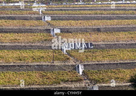 Quinta Noval Weinberge in der Douro-Region, Nordportugal Stockfoto