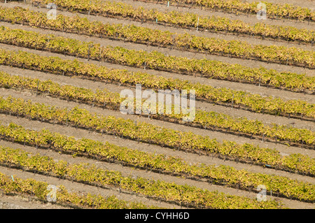 Quinta Noval Weinberge in der Douro-Region, Nordportugal Stockfoto