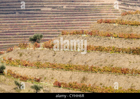 Quinta Noval Weinberge in der Douro-Region, Nordportugal Stockfoto