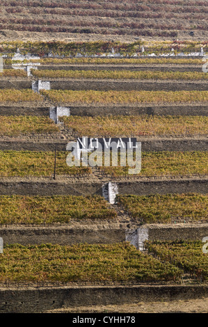 Quinta Noval Weinberge in der Douro-Region, Nordportugal Stockfoto