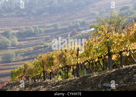 Quinta Noval Weinberge in der Douro-Region, Nordportugal Stockfoto