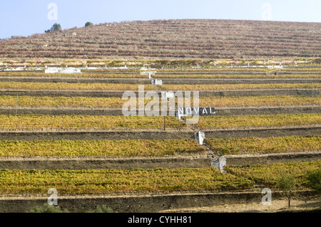 Quinta Noval Weinberge in der Douro-Region, Nordportugal Stockfoto