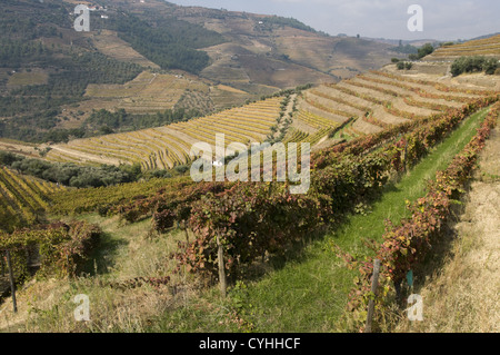 Quinta Noval Weinberge in der Douro-Region, Nordportugal Stockfoto