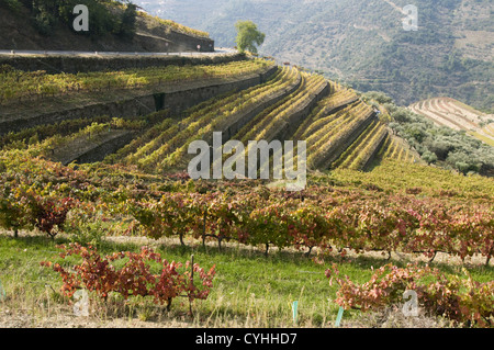 Quinta Noval Weinberge in der Douro-Region, Nordportugal Stockfoto