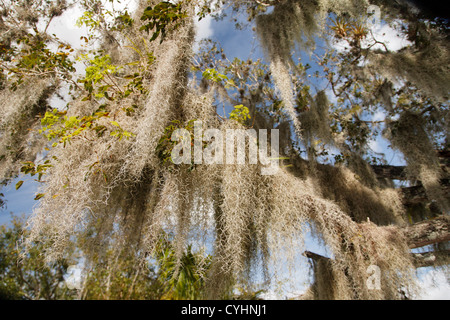 Spanish Moss hängt von den Bäumen auf dem Parkplatz der Anhinga Trail, Everglades-Nationalpark, Florida, USA Stockfoto