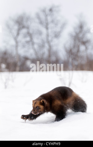 Captive Wolverine, Vielfraß (Gulo Gulo) im Schnee in Polar Zoo, Bardu, Norwegen, Europa Stockfoto