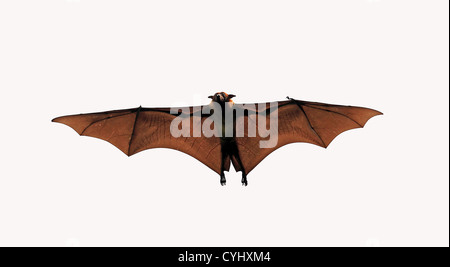 Flughund oder Flying Fox (Pteropus Giganteus). Stockfoto