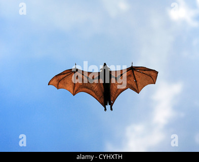 Flughund oder Flying Fox (Pteropus Giganteus) in Tissamaharama, Sri Lanka Stockfoto