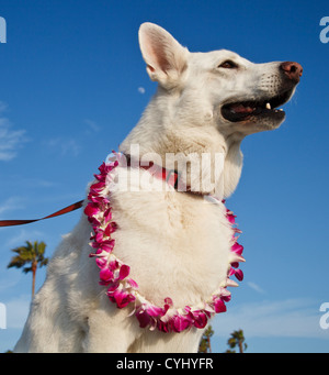 Weiße Schäferhund tragen lei Stockfoto