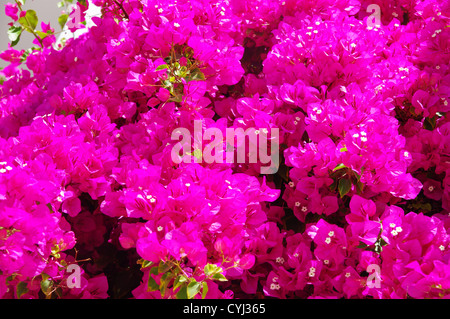 Bougainvillea ist eine Gattung von Blütenpflanzen... Stockfoto