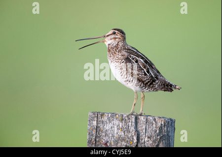 Wilson's Snipe mit der Aufforderung, westliche Montana Stockfoto