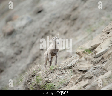 Ein Neugeborenes Lamm Bighorn ruft seine Mutter, Yellowstone National Park, Montana Stockfoto