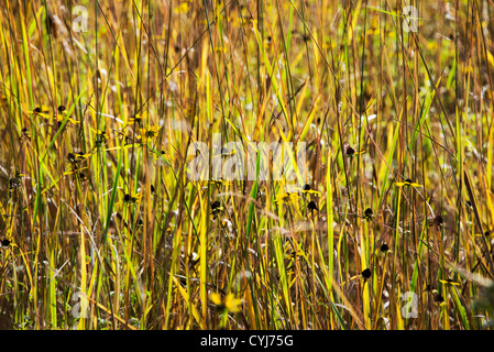 Herbst Daisy und Rasen Wiese, Delaware, USA Stockfoto