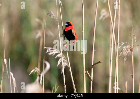 Männliche südlichen Roten Bischof oder roten Bischof (Euplectes orix) Vogel mit Zucht Gefieder. orix Stockfoto