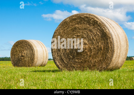 Zwei große Heuballen Rollen in einem grünen Feld Stockfoto