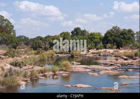 Hippo Sonnenbaden auf den Sabie River Bank, Krüger Nationalpark, Südafrika Stockfoto