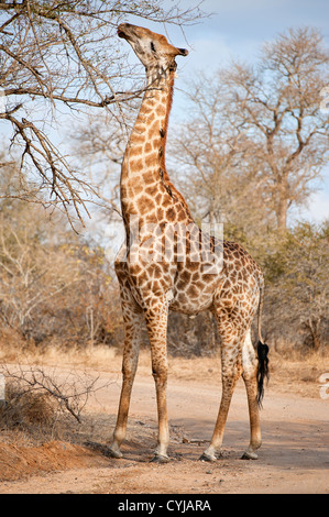 Giraffen ernähren sich von Akazien im Kruger National Park, Südafrika Stockfoto