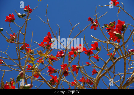 Bougainvillea ist eine Gattung von Blütenpflanzen Stockfoto