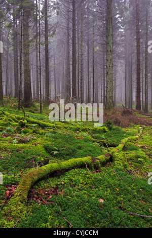 Ein gefallenen Moos bedeckten Baumstamm liegend auf dem Waldboden tief im Inneren Chawton Park Wald in Hampshire, England. Stockfoto