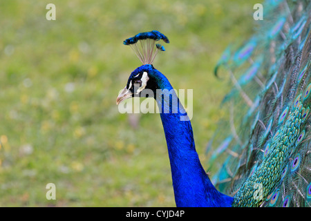 Indische Pfau (Pavo cristatus) anzeigen aus seinem Gefieder am Tygerberg Zoo in der Nähe von Kapstadt. Stockfoto