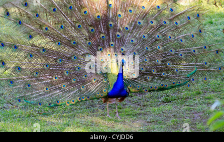 Indische Pfau (Pavo cristatus) anzeigen aus seinem Gefieder am Tygerberg Zoo in der Nähe von Kapstadt. Stockfoto