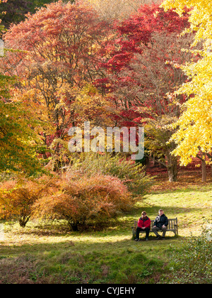 Zwei Menschen entspannen unter der Acer, Trivialname Ahorn, im vollen Herbst Farbe in Winkworth Arboratum, Surrey, UK Stockfoto